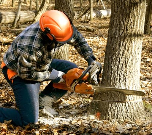 Tree Removal in Zimmerman, MN